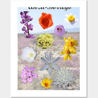 Anza-Borrego Desert Wildflowers Posters and Art